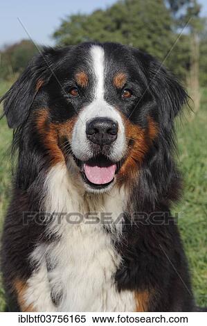 "Bernese Mountain Dog, Portrait, North Rhine-Westphalia, Germany, Europe" View Large Photo Image Stock Photography - "Bernese Mountain Dog, Portrait, North Rhine-Westphalia, Germany, Europe". Fotosearch