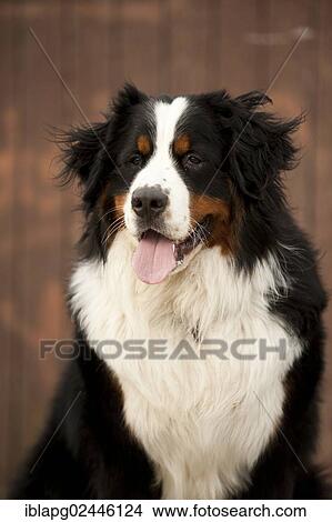 "Bernese Mountain Dog, portrait" View Large Photo Image Picture - "Bernese Mountain Dog, portrait". Fotosearch