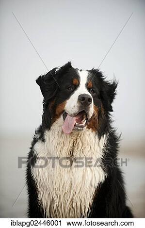 "Bernese Mountain Dog, portrait" View Large Photo Image Stock Image - "Bernese Mountain Dog, portrait". Fotosearch