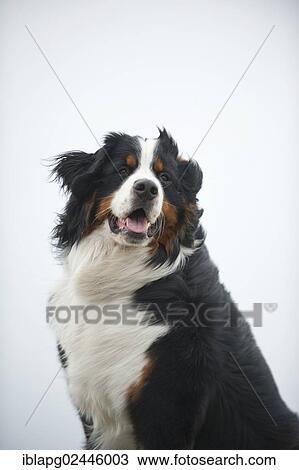 "Bernese Mountain Dog, portrait" View Large Photo Image Stock Image - "Bernese Mountain Dog, portrait". Fotosearch