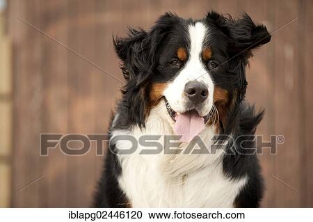Stock Image - "Bernese Mountain Dog, portrait". Fotosearch
