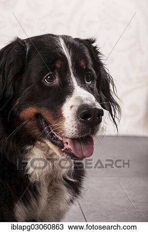 "Bernese Mountain Dog, portrait" View Large Photo Image Stock Image - "Bernese Mountain Dog, portrait". Fotosearch