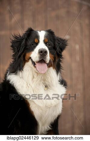 Stock Photo - "Bernese Mountain Dog, portrait". Fotosearch