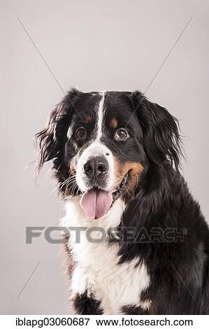 "Bernese Mountain Dog, portrait" View Large Photo Image Stock Photo - "Bernese Mountain Dog, portrait". Fotosearch