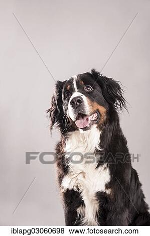 "Bernese Mountain Dog, portrait" View Large Photo Image Stock Photo - "Bernese Mountain Dog, portrait". Fotosearch
