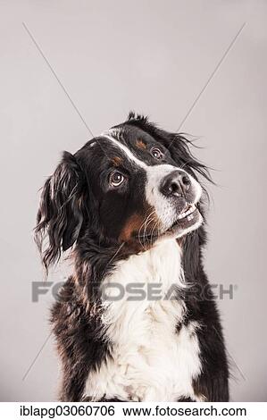 "Bernese Mountain Dog, portrait" View Large Photo Image Stock Photograph - "Bernese Mountain Dog, portrait". Fotosearch