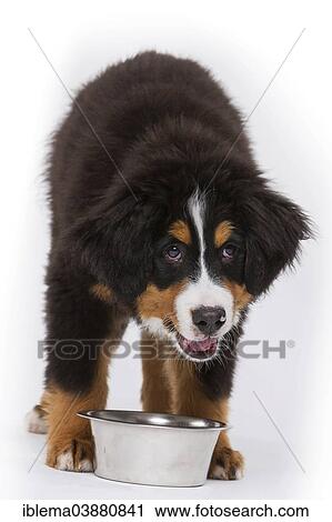 Stock Image - "Bernese Mountain Dog, puppy, 16 weeks standing at feeding dish". Fotosearch
