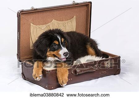 "Bernese Mountain Dog, puppy, 16 weeks lying in a suitcase" View Large Photo Image Stock Image - "Bernese Mountain Dog, puppy, 16 weeks lying in a suitcase". Fotosearch