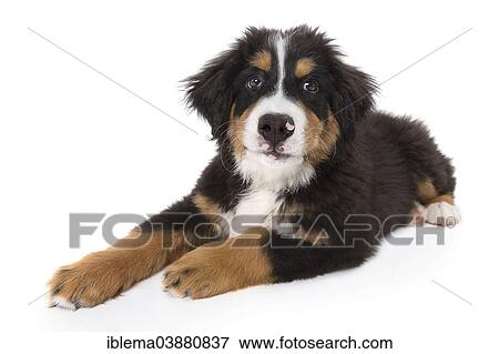 "Bernese Mountain Dog, puppy, 16 weeks, lying" View Large Photo Image Stock Photo - "Bernese Mountain Dog, puppy, 16 weeks, lying". Fotosearch