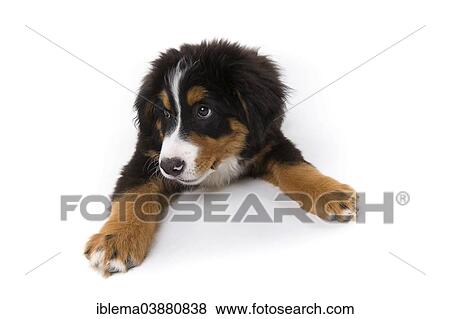 "Bernese Mountain Dog, puppy, 16 weeks, lying" View Large Photo Image Stock Photo - "Bernese Mountain Dog, puppy, 16 weeks, lying". Fotosearch