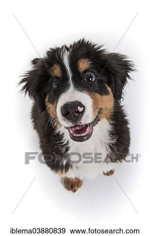 "Bernese Mountain Dog, puppy, 16 weeks" View Large Photo Image Stock Photo - "Bernese Mountain Dog, puppy, 16 weeks". Fotosearch
