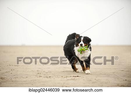 Bernese Mountain Dog retrieving a toy on the beach View Large Photo Image Stock Photo - Bernese Mountain Dog retrieving a toy on the beach. Fotosearch