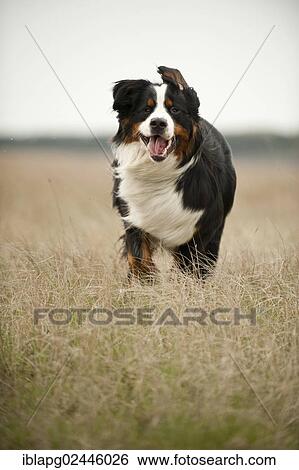 Bernese Mountain Dog running across a meadow View Large Photo Image Stock Photograph - Bernese Mountain Dog running across a meadow. Fotosearch