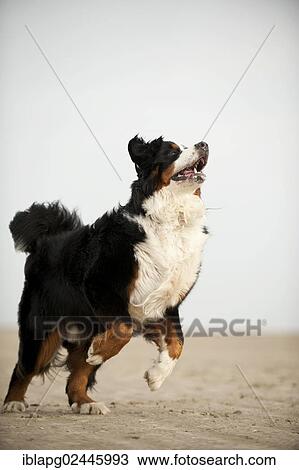 Bernese Mountain Dog running along the beach View Large Photo Image Stock Image - Bernese Mountain Dog running along the beach. Fotosearch
