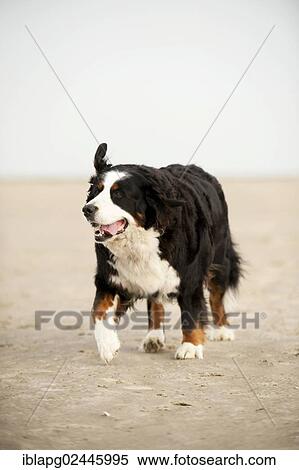 Bernese Mountain Dog running along the beach View Large Photo Image Stock Photography - Bernese Mountain Dog running along the beach. Fotosearch