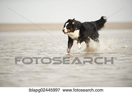 Bernese Mountain Dog running through water View Large Photo Image Stock Photo - Bernese Mountain Dog running through water. Fotosearch