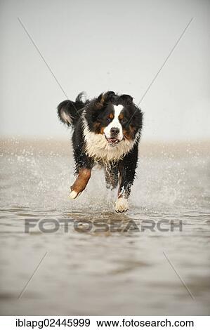 Bernese Mountain Dog running through the water View Large Photo Image Stock Photo - Bernese Mountain Dog running through the water. Fotosearch