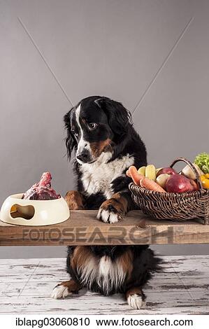 "Bernese Mountain Dog sitting next to a bowl of raw meat and a basket of fruit and vegetables, BARF diet, raw feeding" View Large Photo Image Stock Image - "Bernese Mountain Dog sitting next to a bowl of raw meat and a basket of fruit and vegetables, BARF diet, raw feeding". Fotosearch