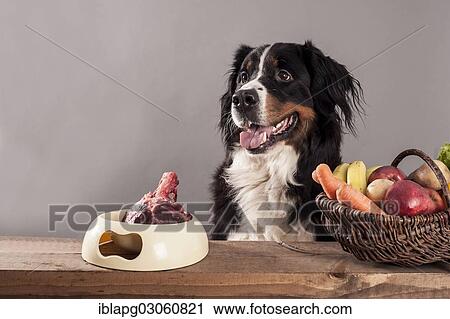 "Bernese Mountain Dog sitting next to a bowl of raw meat and a basket of fruit and vegetables, BARF diet, raw feeding" View Large Photo Image Stock Image - "Bernese Mountain Dog sitting next to a bowl of raw meat and a basket of fruit and vegetables, BARF diet, raw feeding". Fotosearch