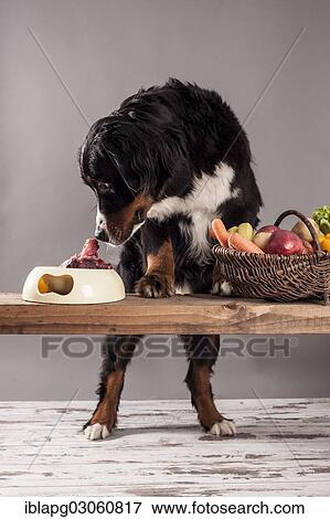 "Bernese Mountain Dog sitting next to a bowl of raw meat and a basket of fruit and vegetables, BARF diet, raw feeding" View Large Photo Image Stock Photo - "Bernese Mountain Dog sitting next to a bowl of raw meat and a basket of fruit and vegetables, BARF diet, raw feeding". Fotosearch