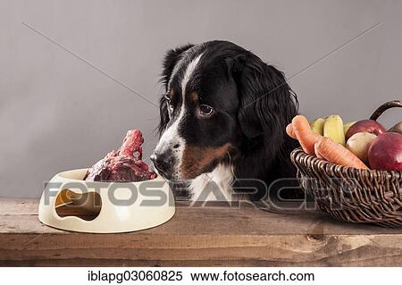 "Bernese Mountain Dog sitting next to a bowl of raw meat and a basket of fruit and vegetables, BARF diet, raw feeding" View Large Photo Image Stock Photography - "Bernese Mountain Dog sitting next to a bowl of raw meat and a basket of fruit and vegetables, BARF diet, raw feeding". Fotosearch