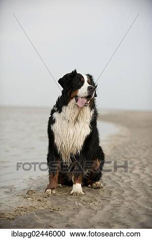 Bernese Mountain Dog sitting on the beach View Large Photo Image Stock Image - Bernese Mountain Dog sitting on the beach. Fotosearch