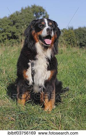 "Bernese mountain dog sitting on the grass, North Rhine-Westphalia, Germany, Europe" View Large Photo Image Stock Photo - "Bernese mountain dog sitting on the grass, North Rhine-Westphalia, Germany, Europe". Fotosearch