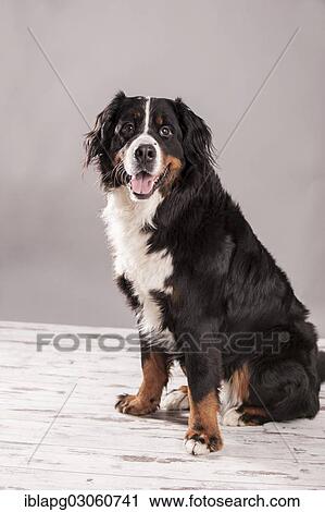 "Bernese Mountain Dog, sitting" View Large Photo Image Stock Image - "Bernese Mountain Dog, sitting". Fotosearch