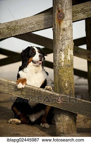 Bernese Mountain Dog sitting under a stilt house View Large Photo Image Stock Photo - Bernese Mountain Dog sitting under a stilt house. Fotosearch