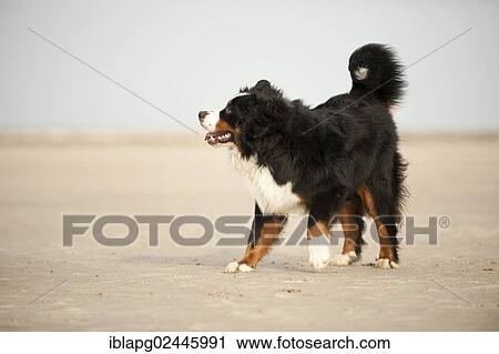 Stock Image - Bernese Mountain Dog standing on the beach. Fotosearch