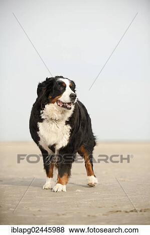 Bernese Mountain Dog standing on the beach View Large Photo Image Stock Photo - Bernese Mountain Dog standing on the beach. Fotosearch