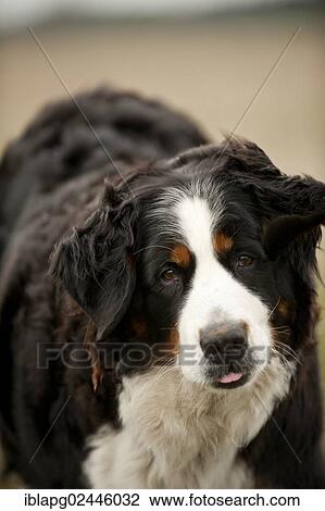 Bernese Mountain Dog View Large Photo Image Stock Image - Bernese Mountain Dog. Fotosearch