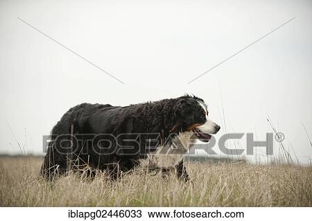 Bernese Mountain Dog walking across a meadow View Large Photo Image Stock Image - Bernese Mountain Dog walking across a meadow. Fotosearch