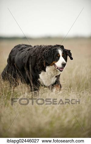 Bernese Mountain Dog walking across a meadow View Large Photo Image Stock Photo - Bernese Mountain Dog walking across a meadow. Fotosearch