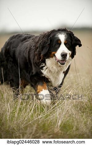 Bernese Mountain Dog walking across a meadow View Large Photo Image Stock Photo - Bernese Mountain Dog walking across a meadow. Fotosearch