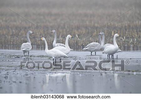 "Bevy of Bewick's Swans or Tundra Swans (Cygnus bewickii) on a flooded field, Haren, Emsland, Lower Saxony, Germany, Europe" View Large Photo Image Stock Photo - "Bevy of Bewick's Swans or Tundra Swans (Cygnus bewickii) on a flooded field, Haren, Emsland, Lower Saxony, Germany, Europe". Fotosearch