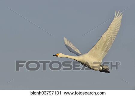 "Bewick's Swan (Cygnus bewickii), in flight, Emsland region, Lower Saxony, Germany, Europe" View Large Photo Image Stock Image - "Bewick's Swan (Cygnus bewickii), in flight, Emsland region, Lower Saxony, Germany, Europe". Fotosearch