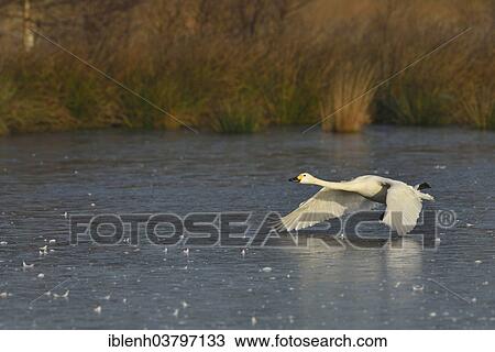 "Bewick's Swan (Cygnus bewickii), in flight, Emsland region, Lower Saxony, Germany, Europe" View Large Photo Image Stock Image - "Bewick's Swan (Cygnus bewickii), in flight, Emsland region, Lower Saxony, Germany, Europe". Fotosearch