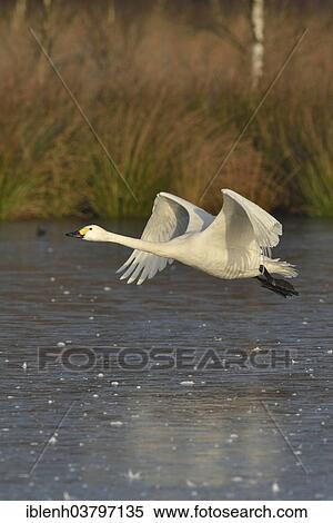 "Bewick's Swan (Cygnus bewickii), in flight, Emsland region, Lower Saxony, Germany, Europe" View Large Photo Image Stock Photography - "Bewick's Swan (Cygnus bewickii), in flight, Emsland region, Lower Saxony, Germany, Europe". Fotosearch