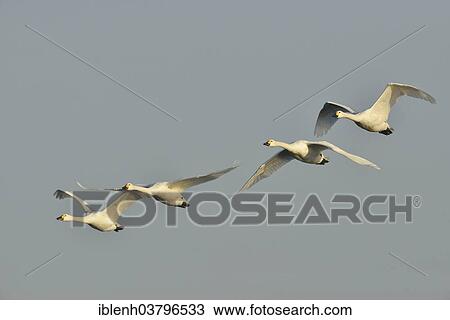 "Bewick's Swans (Cygnus bewickii), in flight, Emsland region, Lower Saxony, Germany, Europe" View Large Photo Image Stock Image - "Bewick's Swans (Cygnus bewickii), in flight, Emsland region, Lower Saxony, Germany, Europe". Fotosearch