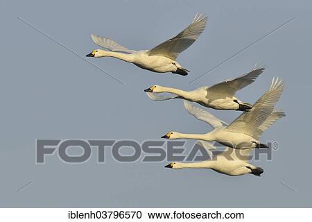 "Bewick's Swans (Cygnus bewickii), in flight, Emsland region, Lower Saxony, Germany, Europe" View Large Photo Image Stock Image - "Bewick's Swans (Cygnus bewickii), in flight, Emsland region, Lower Saxony, Germany, Europe". Fotosearch