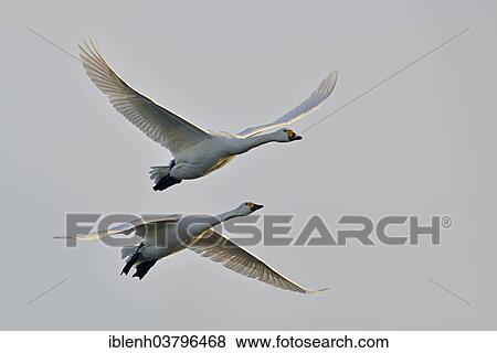Stock Photo - "Bewick's Swans (Cygnus bewickii), in flight, Emsland region, Lower Saxony, Germany, Europe". Fotosearch