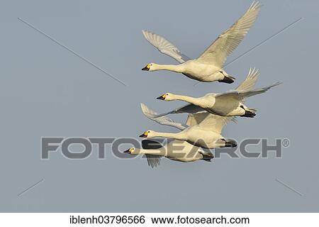 Stock Photograph - "Bewick's Swans (Cygnus bewickii), in flight, Emsland region, Lower Saxony, Germany, Europe". Fotosearch