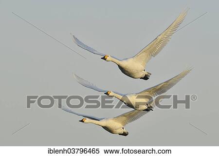 "Bewick's Swans (Cygnus bewickii), in flight, Emsland region, Lower Saxony, Germany, Europe" View Large Photo Image Stock Photography - "Bewick's Swans (Cygnus bewickii), in flight, Emsland region, Lower Saxony, Germany, Europe". Fotosearch