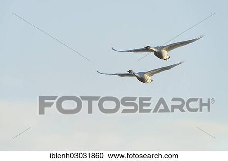 "Bewick's Swans (Cygnus bewickii), Haren, Emsland, Lower Saxony, Germany, Europe" View Large Photo Image Stock Image - "Bewick's Swans (Cygnus bewickii), Haren, Emsland, Lower Saxony, Germany, Europe". Fotosearch