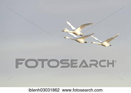 "Bewick's Swans (Cygnus bewickii), Haren, Emsland, Lower Saxony, Germany, Europe" View Large Photo Image Stock Image - "Bewick's Swans (Cygnus bewickii), Haren, Emsland, Lower Saxony, Germany, Europe". Fotosearch