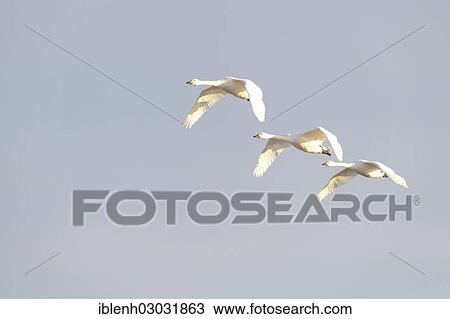 "Bewick's Swans (Cygnus bewickii), Haren, Emsland, Lower Saxony, Germany, Europe" View Large Photo Image Stock Image - "Bewick's Swans (Cygnus bewickii), Haren, Emsland, Lower Saxony, Germany, Europe". Fotosearch