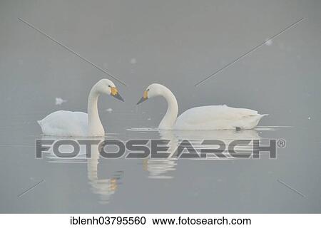 Stock Image - "Bewick's Swans (Cygnus bewickii), Emsland, Lower Saxony, Germany, Europe". Fotosearch