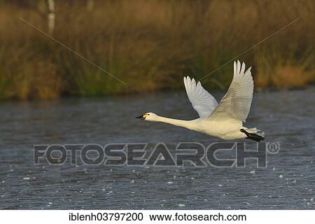 Stock Image - "Bewick's Swans (Cygnus bewickii), Emsland, Lower Saxony, Germany, Europe". Fotosearch