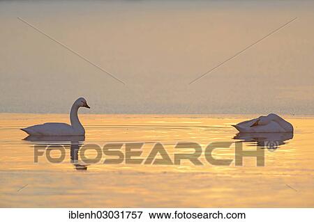 "Bewick's Swans (Cygnus bewickii), Haren, Emsland, Lower Saxony, Germany, Europe" View Large Photo Image Stock Photo - "Bewick's Swans (Cygnus bewickii), Haren, Emsland, Lower Saxony, Germany, Europe". Fotosearch